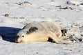 Australian Sea Lion