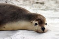 Australian sea lion Royalty Free Stock Photo