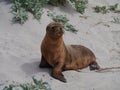 An Australian sea lion baby Royalty Free Stock Photo