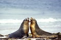 Australian Sea Lion, neophoca cinere, Adults playing on Beach, Australia Royalty Free Stock Photo