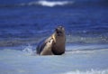 Australian Sea Lion, neophoca cinere, Adults playing in Ocean, Australia Royalty Free Stock Photo