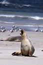 Australian Sea Lion (Neophoca cinerea) Royalty Free Stock Photo