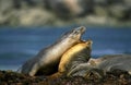 AUSTRALIAN SEA LION neophoca cinerea, ADULTS FIGHTING, AUSTRALIE Royalty Free Stock Photo