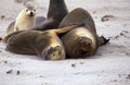 LION DE MER AUSTRALIEN neophoca cinerea Royalty Free Stock Photo