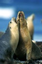 Australian Sea Lion, neophoca cinerea, Adults playing on Beach, Australia Royalty Free Stock Photo