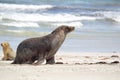 Australian sea lion (Neophoca cinerea) Royalty Free Stock Photo