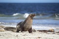 Australian sea lion (Neophoca cinerea) Royalty Free Stock Photo