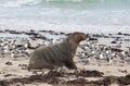 Australian sea lion, Neophoca cinerea, on the beach at Seal Bay, Kangaroo Island, South Australia, Australia. Royalty Free Stock Photo