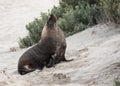 Australian sea lion, Neophoca cinerea, posing on the beach at Seal Bay, Kangaroo Island, South Australia, Australia. Royalty Free Stock Photo