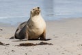 Australian sea lion, Neophoca cinerea, posing on the beach at Seal Bay, Kangaroo Island, South Australia, Australia. Royalty Free Stock Photo