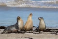 Australian sea lion, Neophoca cinerea, on the beach at Seal Bay, Kangaroo Island, South Australia, Australia. Royalty Free Stock Photo