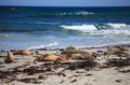 Australian sea lion, Neophoca cinerea, on the beach at Seal Bay, Kangaroo Island, South Australia, Australia. Royalty Free Stock Photo