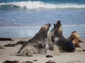 Australian sea lion, Neophoca cinerea, on the beach at Seal Bay, Kangaroo Island, South Australia, Australia. Royalty Free Stock Photo