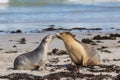 Pair Australian sea lion Neophoca cinerea playing on the beach at Seal Bay, Kangaroo Island, South Australia, Australia. Royalty Free Stock Photo