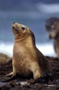 Australian Sea Lion, neophoca cinerea, Female standing on Beach, Australia Royalty Free Stock Photo