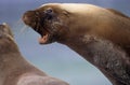 Australian Sea Lion, neophoca cinerea, Male with Open mouth, Australia Royalty Free Stock Photo