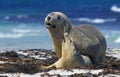 AUSTRALIAN SEA LION neophoca cinerea, PAIR MATING, AUSTRALIA Royalty Free Stock Photo