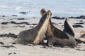 Australian sea lion Neophoca cinerea playing on the beach at Seal Bay, Kangaroo Island, South Australia, Australia. Royalty Free Stock Photo