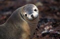 Australian Sea Lion, neophoca cinerea, Portrait of Adult, Australia Royalty Free Stock Photo