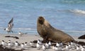 Australian sea lion, Neophoca cinerea, posing on the beach at Seal Bay, Kangaroo Island, South Australia, Australia. Royalty Free Stock Photo