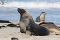 Australian sea lion, Neophoca cinerea, posing on the beach at Seal Bay, Kangaroo Island, South Australia, Australia. Royalty Free Stock Photo