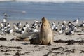 Australian sea lion, Neophoca cinerea, posing on the beach at Seal Bay, Kangaroo Island, South Australia, Australia. Royalty Free Stock Photo