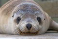 Australian Sea Lion Pup