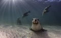 Australian sea lion resting on a sandy bottom. South Australia