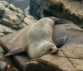An Australian sea lion rests on the rocks