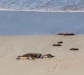 Australian Sea Lion seals mother and cub sleeping on a beach. Kangaroo Island, South Australia. Royalty Free Stock Photo