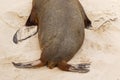 Australian Sea Lion showing back, tail, posterior and anterior f