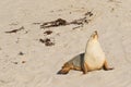 Australian Sea Lion sunbathing on sand at Seal Bay, Kangaroo Isl Royalty Free Stock Photo