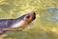 Australian Sea-Lion surfacing to breathe Royalty Free Stock Photo