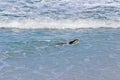 Australian Sea lion swimming at Seal Bay, Sea lion colony, Kanga Royalty Free Stock Photo