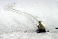 Australian Sea Lion Walk