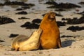 Australian Sea Lions