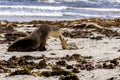 Australian sea lions, mother and baby Neophoca cinerea on Kangaroo Island coastline, South Australia , Seal bay Royalty Free Stock Photo