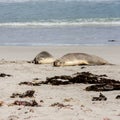 Australian Sea Lions Neophoca cinerea sleeping on Kangaroo Island beach, South Australia, Seal bay