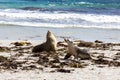 Australian sea lions running on the beach, South Australia , Kangaroo Island, Seal bay