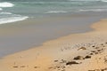 Australian Sea Lions sunbathing with Lesser Crested Terns seabird, Kangaroo Island, South Australia Royalty Free Stock Photo