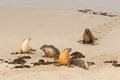 Australian Sea Lions sunbathing on sand after swimming at Seal B Royalty Free Stock Photo