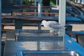 Australian silver gull on an outdoor barbecue.