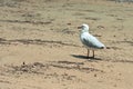 An Australian Seagull on the beach