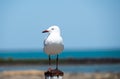 Australian Seagull Standing Aone on a Beachside Pole
