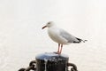 Australian Seagull standing on a post