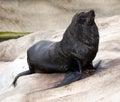 Australian sealion Royalty Free Stock Photo