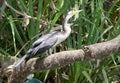 Australian shag or cormorant.