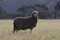 Australian Sheep Royalty Free Stock Photo