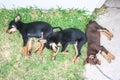 Australian sheep dog kelpie puppies sleeping in a row