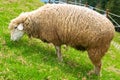 Australian sheep eating green glass Royalty Free Stock Photo